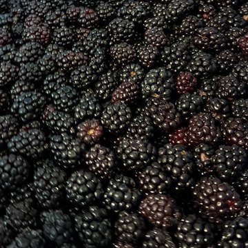 IQF blackberries